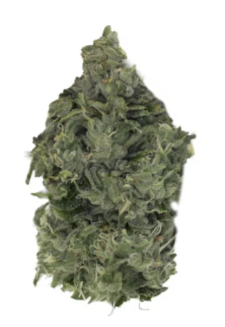 Sun Coast Cannabis Inc. : Nite Ryder