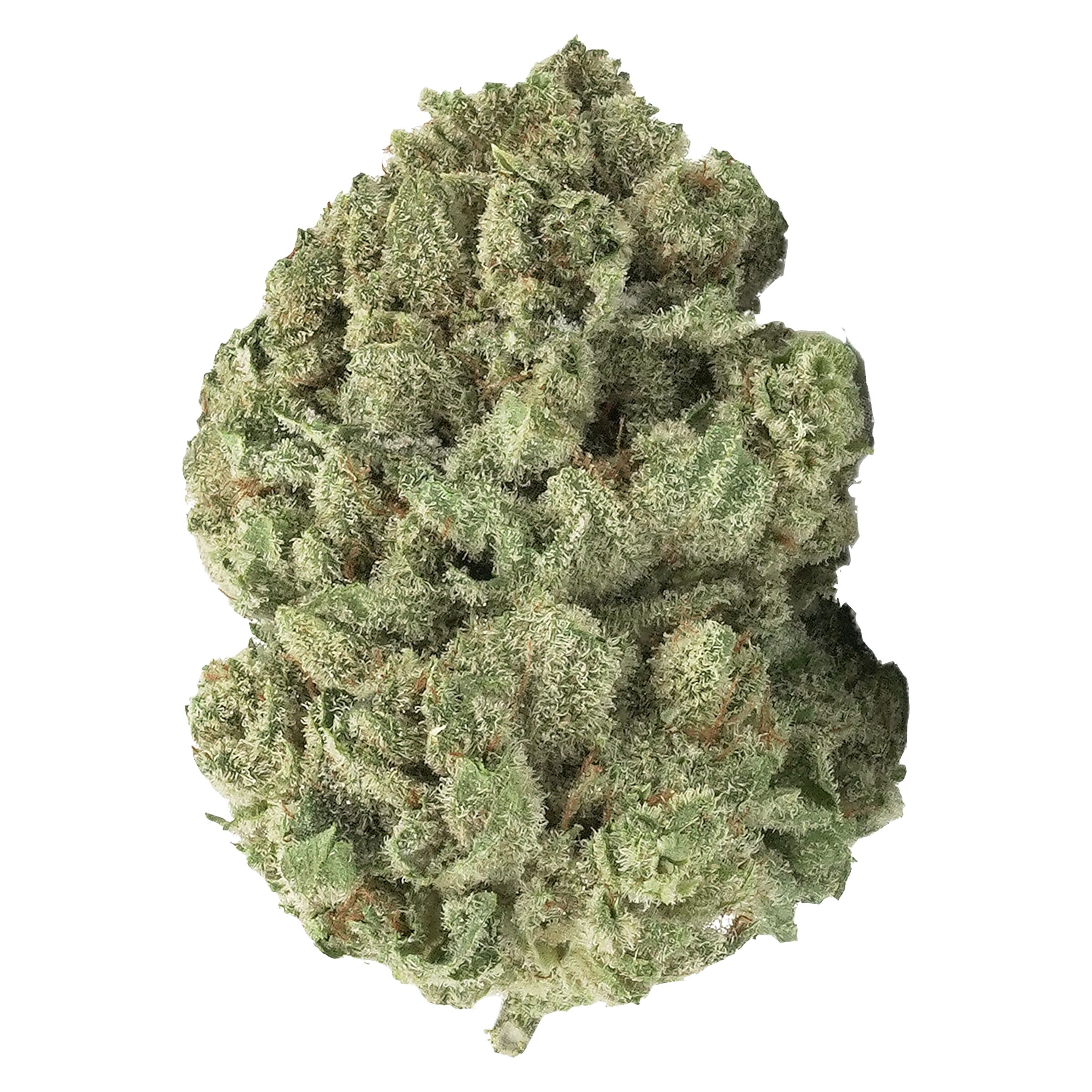 3rd Coast Genetics : Gold Cash Gold