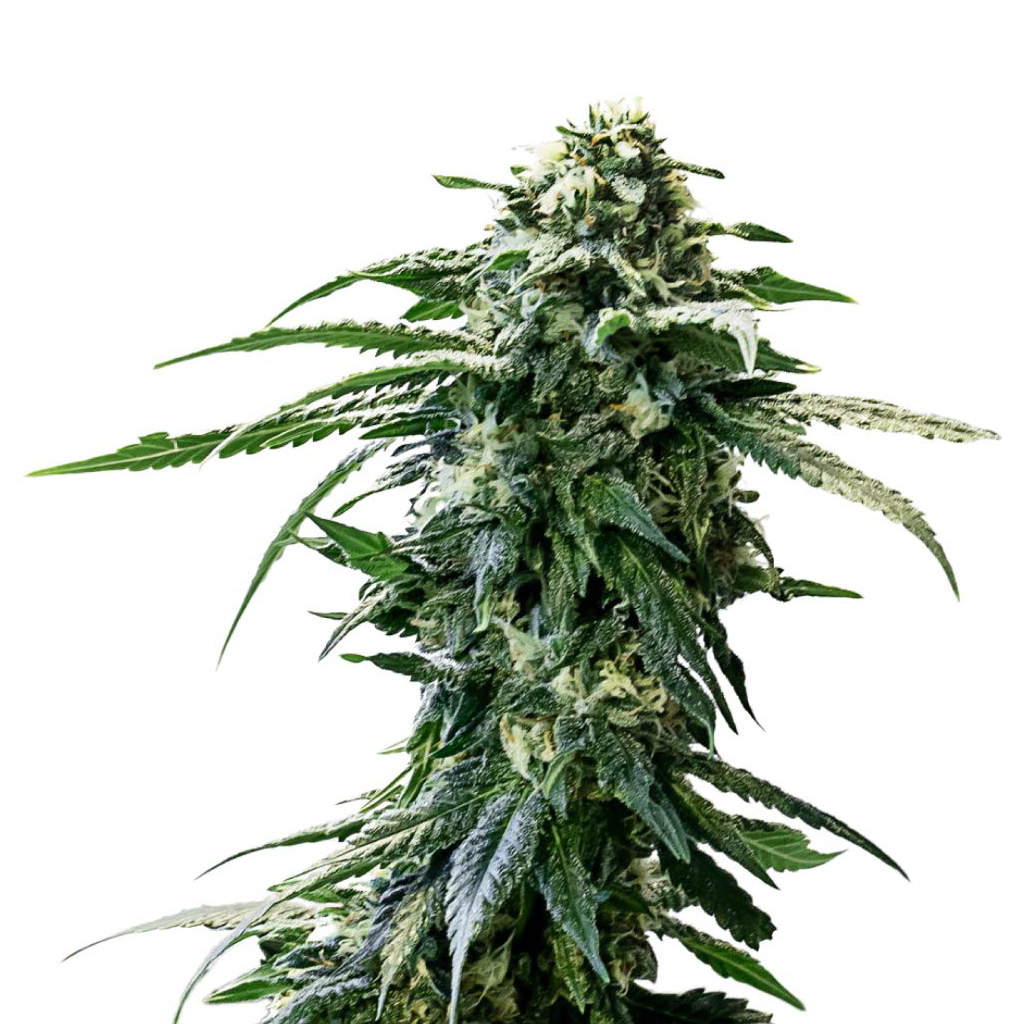 34 Street Seed Co : AK-47 AUTO SEEDS - AK-47 AUTO SEEDS (5 Pack)