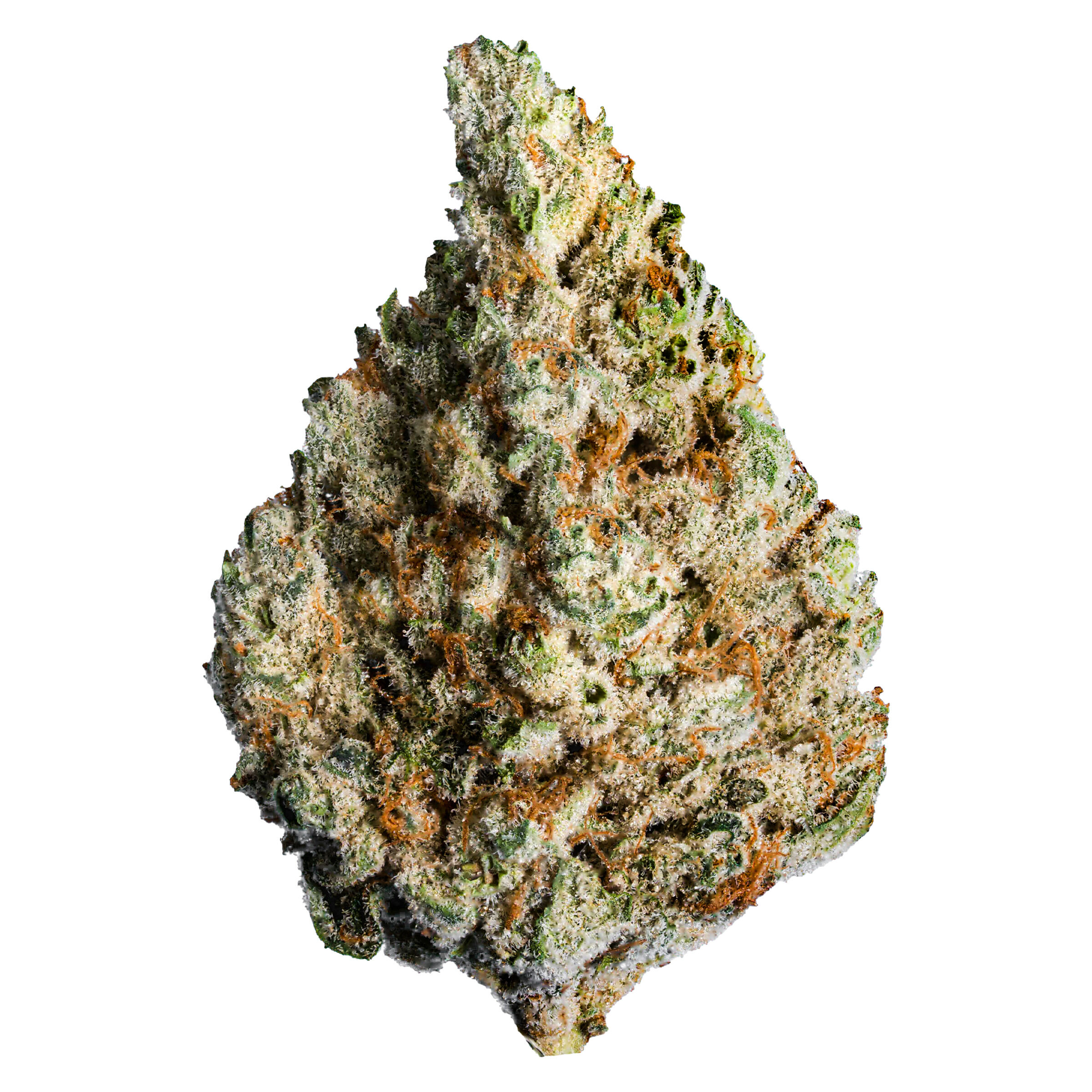 Lotus : KEYLIME KUSH