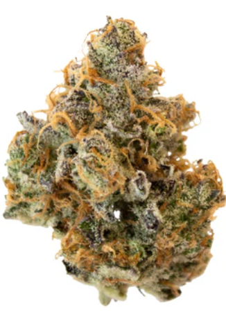 Pineapple Buds - Hawaiian Pineapple