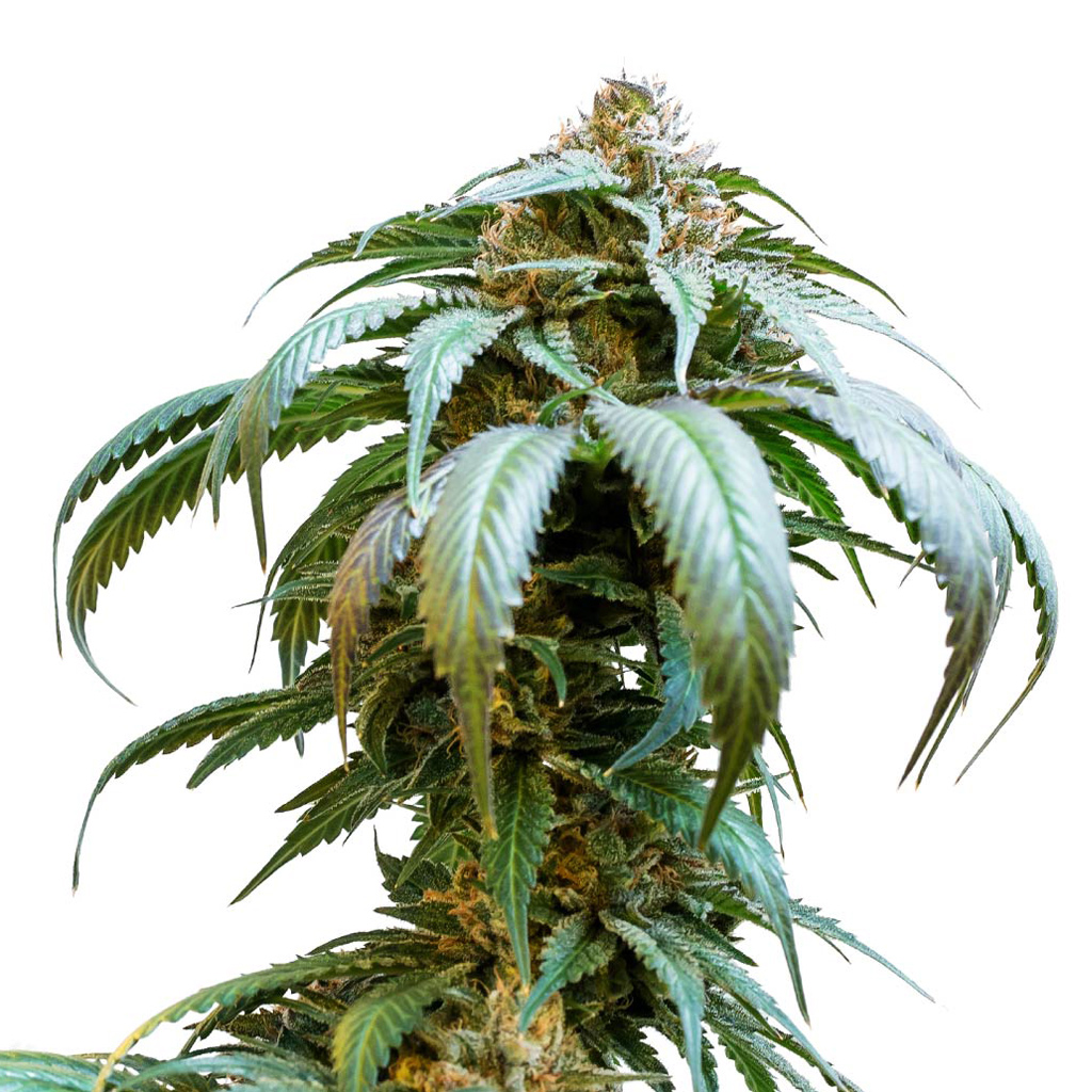 34 Street Seed Co : BUBBA KUSH SEEDS - BUBBA KUSH SEEDS (5 Pack)