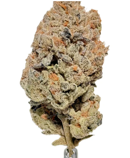 Salt Spring Magic : Hippie Diesel LTO