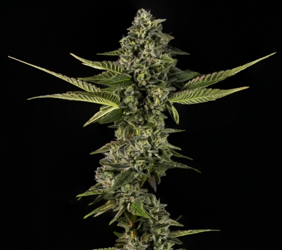Simply Bare : BC Organic Fire OG