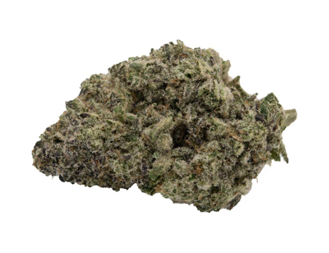 Koots Canna : Antidote Tropical Orange