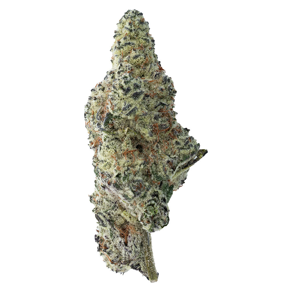The Loud Plug : Tropicana Cookies