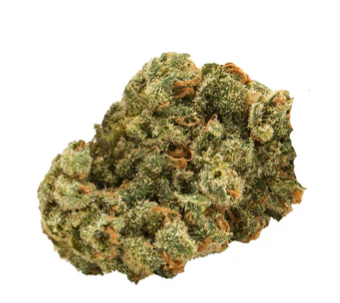 Golden Spruce : Watermelon Oreoz Medtainer Lto