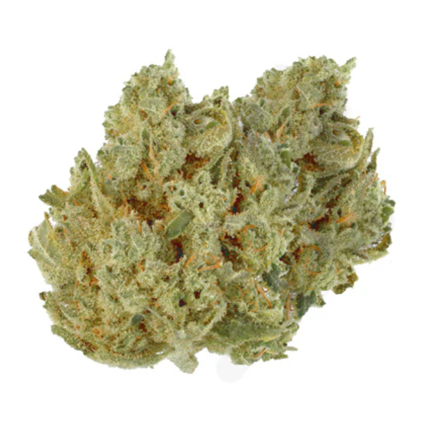Golden Spruce : Black Tuna Lto