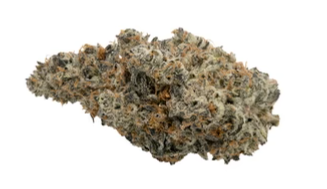 Koots Canna : KC Crush