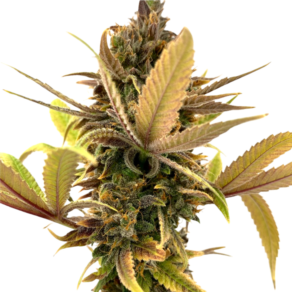 ERBACEOUS:  EVERE5T SEEDS - ERBACEOUS: EVERE5T SEEDS X4