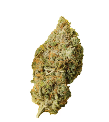 Palmetto : Orange Bud