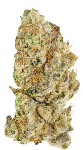 Broken Coast : Platinum Pave