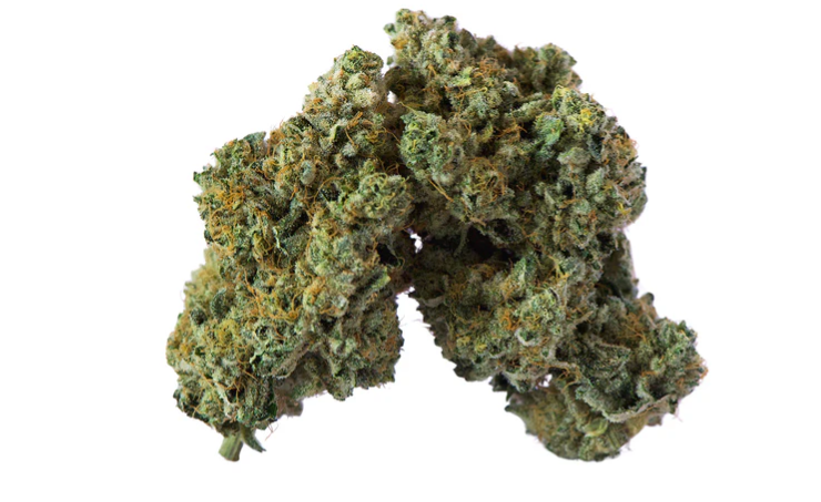 Island Genetics : Lime Heads