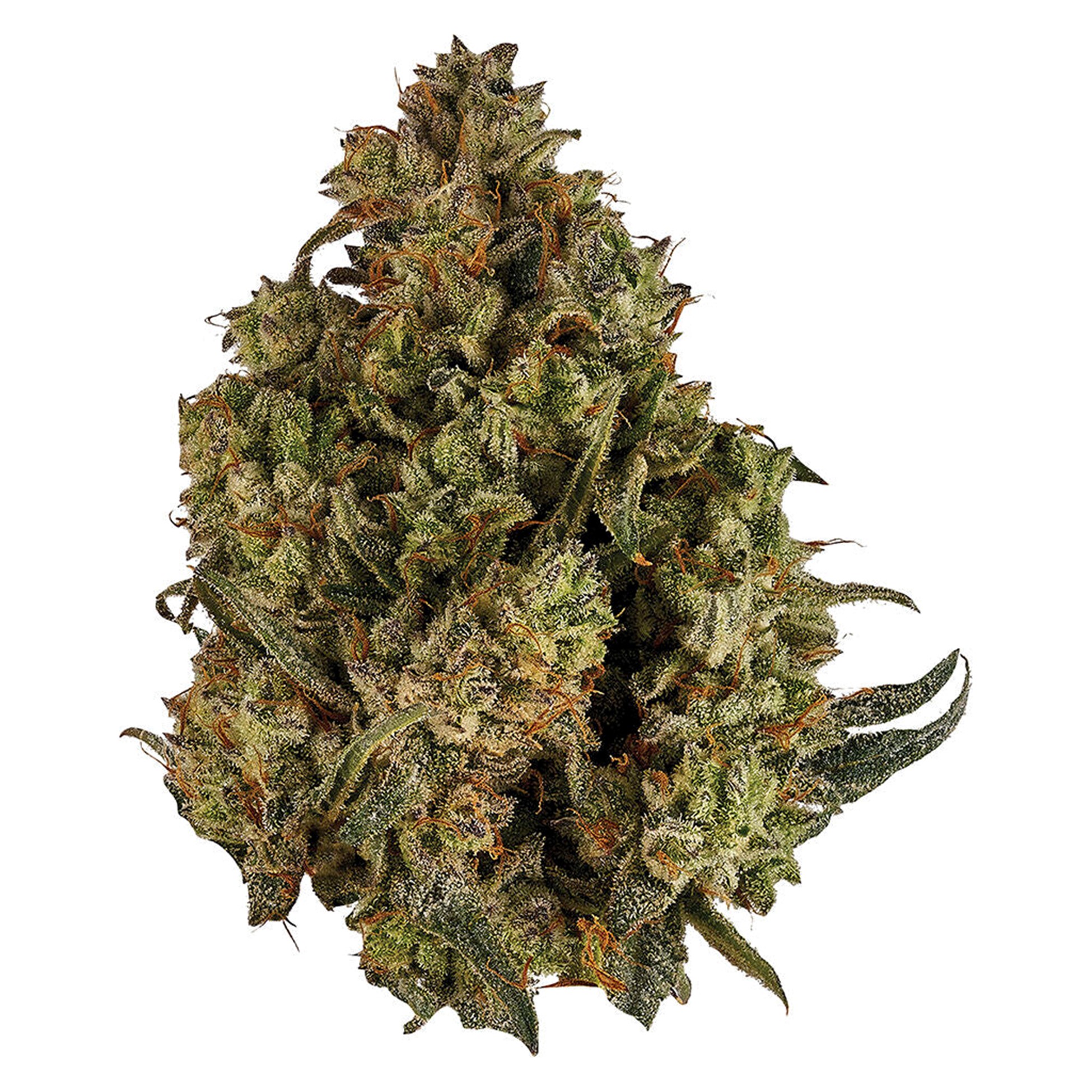 Orchid CBD : CBD RUNTZ