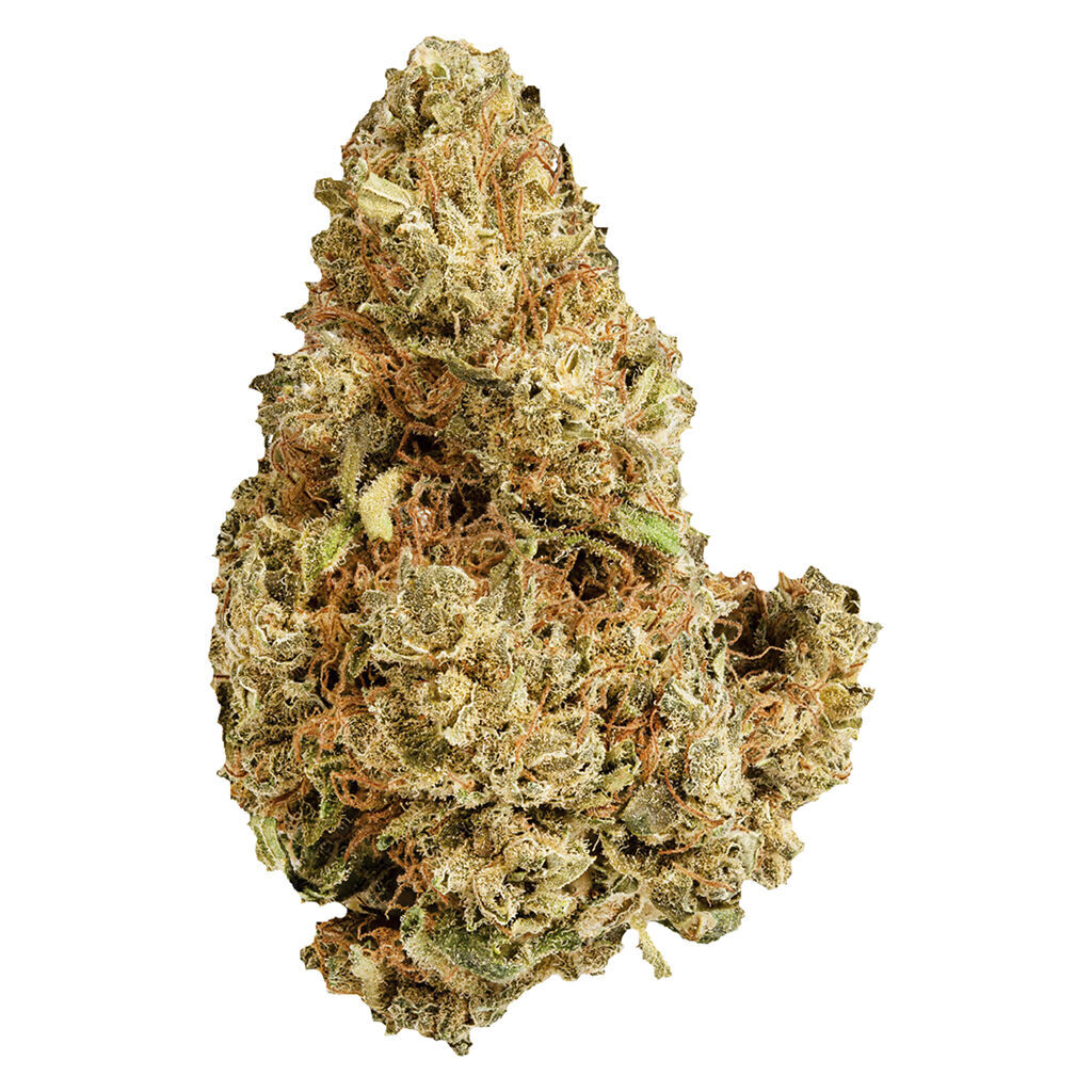 Versus - Purple Afghani