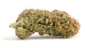 Whistler Cannabis Co. : CBD SHARK