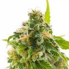Saturday : CBD MEDIHAZE