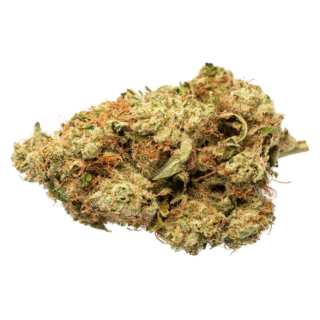 GRASSLANDS : GRASSLANDS INDICA