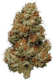 BBT : GREEN HAZE