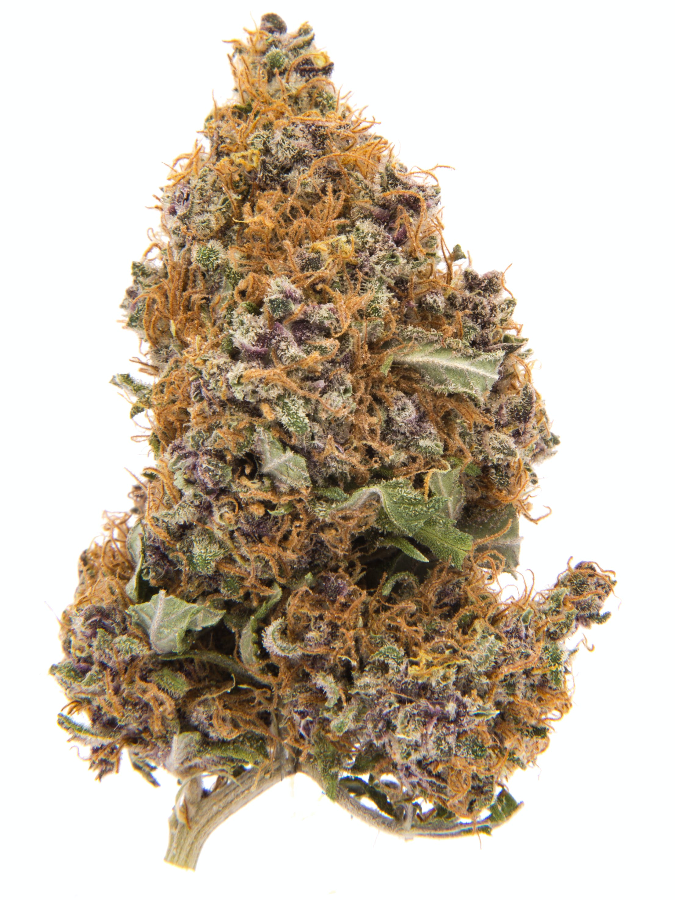 Canna Farms : BC PURPLE HAZE