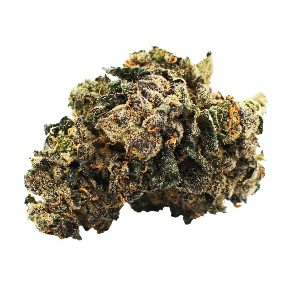 CITIZEN STASH : SUNSET SHERBET