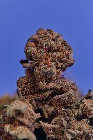 Up Cannabis Inc. : MOON
