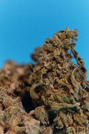 Up Cannabis Inc. : GEMS