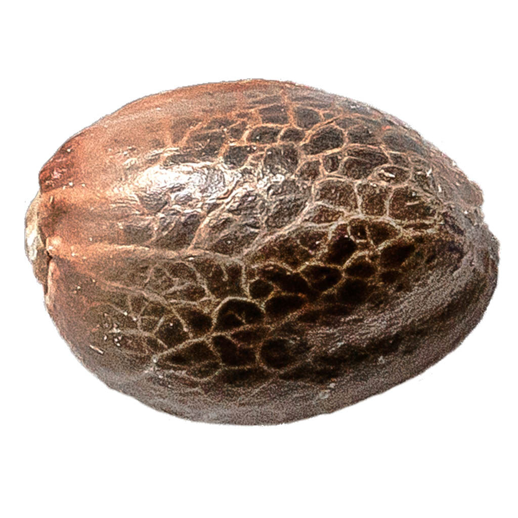 34 STREET SEED CO : PINK LEMONADE SEEDS (4pk)
