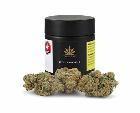 Top Leaf : Tropicanna Gold