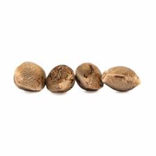Tweed : ARGYLE SEEDS (4)