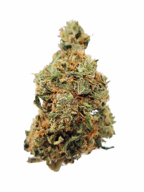 Sitka Micro Collection : MANDARIN COOKIES