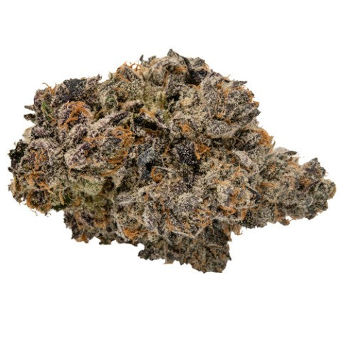 Koots Canna : Temptress