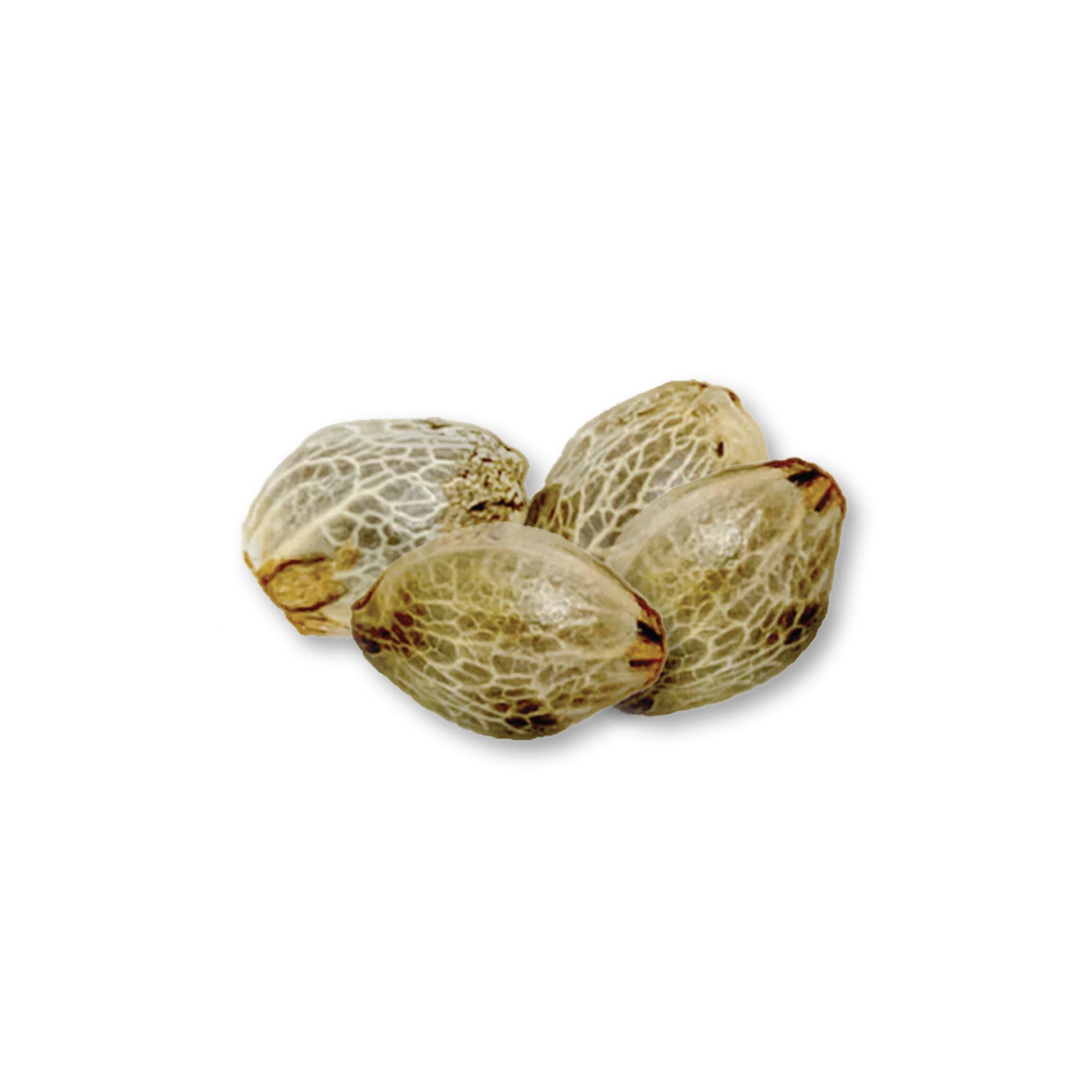 Book Club Library - Grapefruit Haze Seeds - 5G