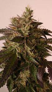 The Quarry : QUARRY KUSH