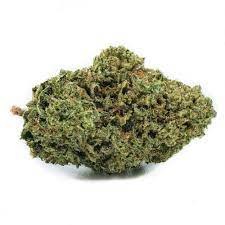 Redecan : WHITE SHARK