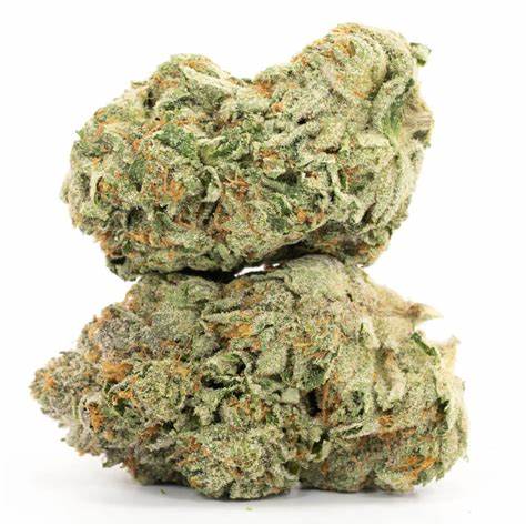 BUD COAST : GREASY PINK