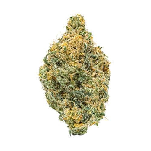 Coast Mountain Cannabis : Bc Organic Girl Scout Platinum