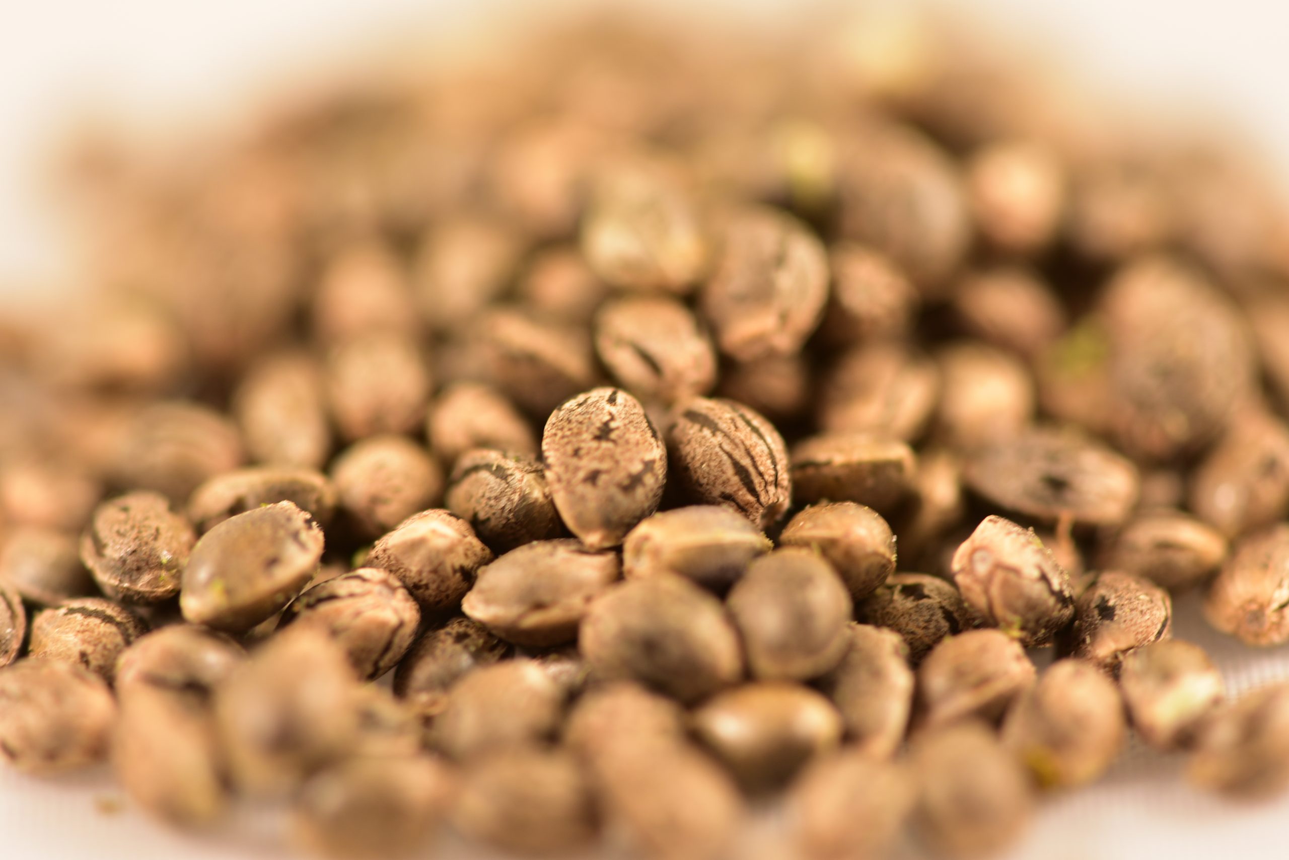 Jax Genetics : JAX WIDOW'S VENOM - 4 SEEDS (4Each)