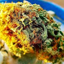 Haven St. : NO. 404 LA CONFIDENTIAL