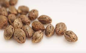 Tweed : HARRIETTE SEEDS (4)