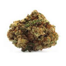 HOUSEPLANT : HOUSEPLANT SATIVA
