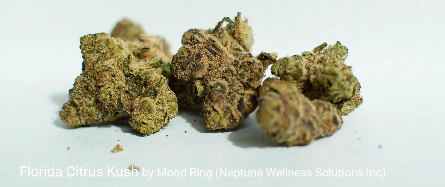 MOOD RING : FLORIDA CITRUS KUSH