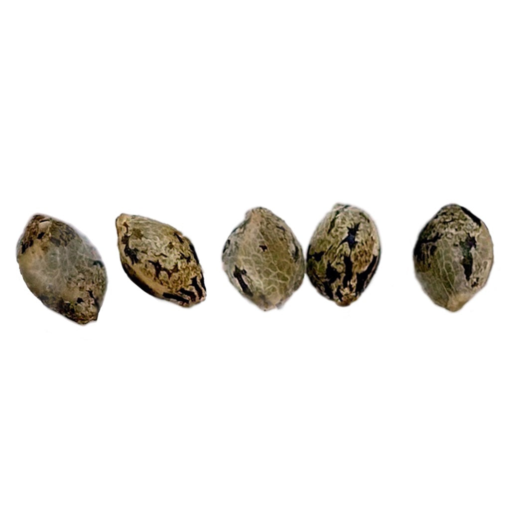 Weathered Islands Craft Cannabis : PINK PLUM KUSH SEEDS - PINK PLUM KUSH SEEDS (5 pack)