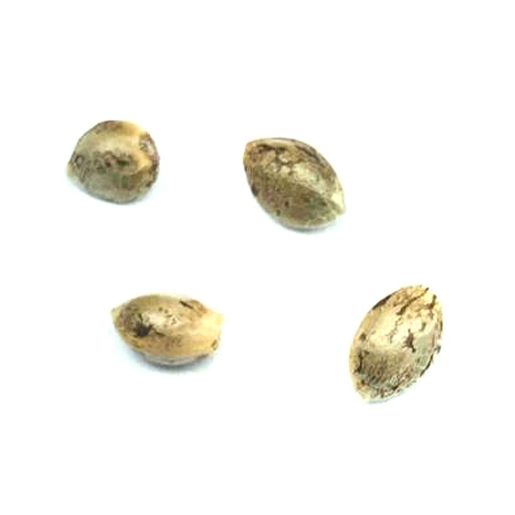 Pristine : HEADBAND - 4 SEEDS (4Each)