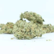 Qwest - Papaya Cake - Hybrid - 1376 - 3.5G