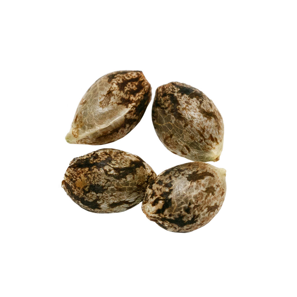 PURE SUNARMS : HEADBAND SEEDS (4pk)