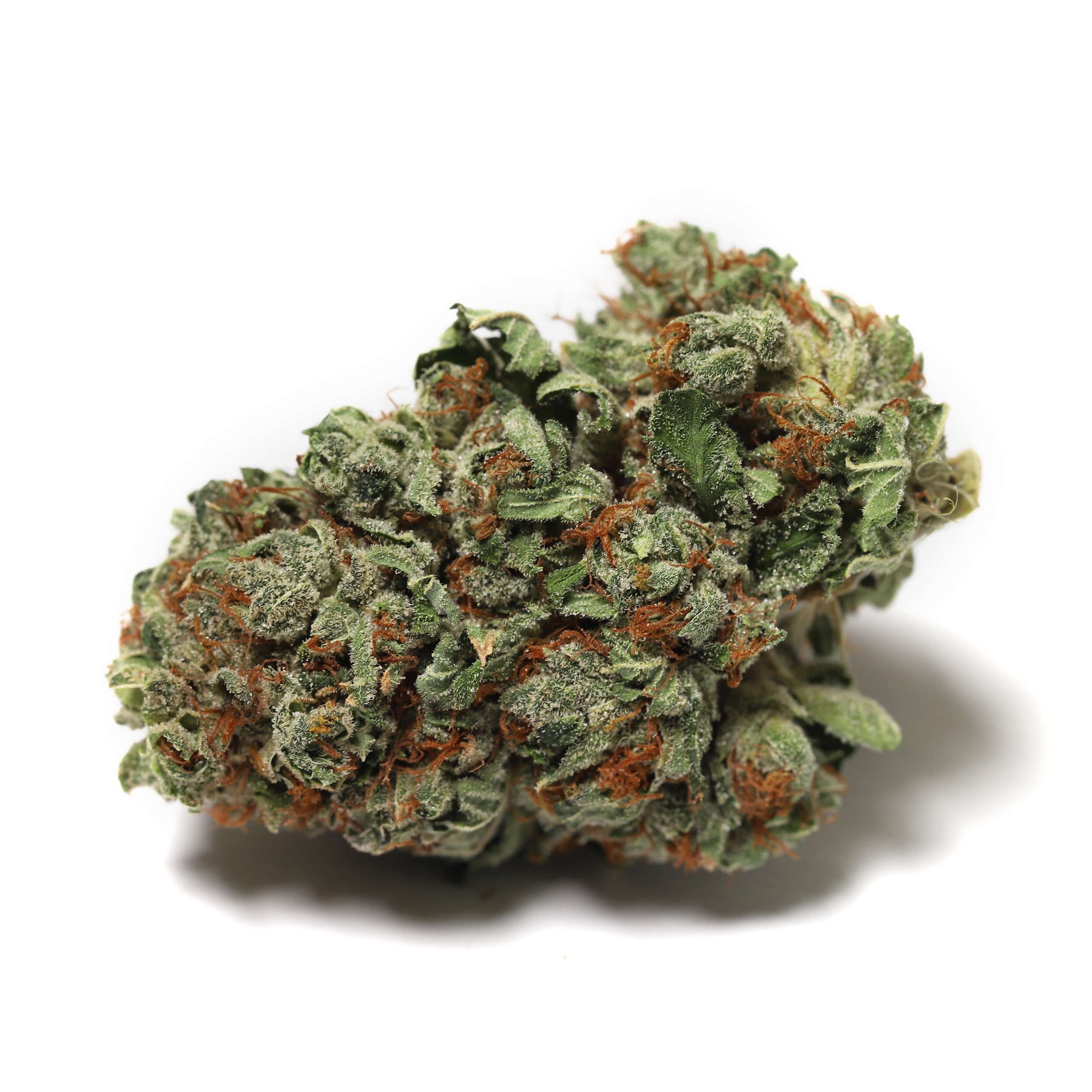 High Tide : HEADBAND