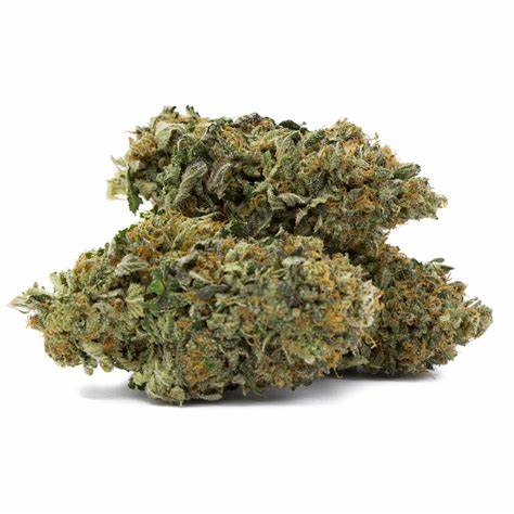Infinite Green - Black Tuna -  Indica 14G
