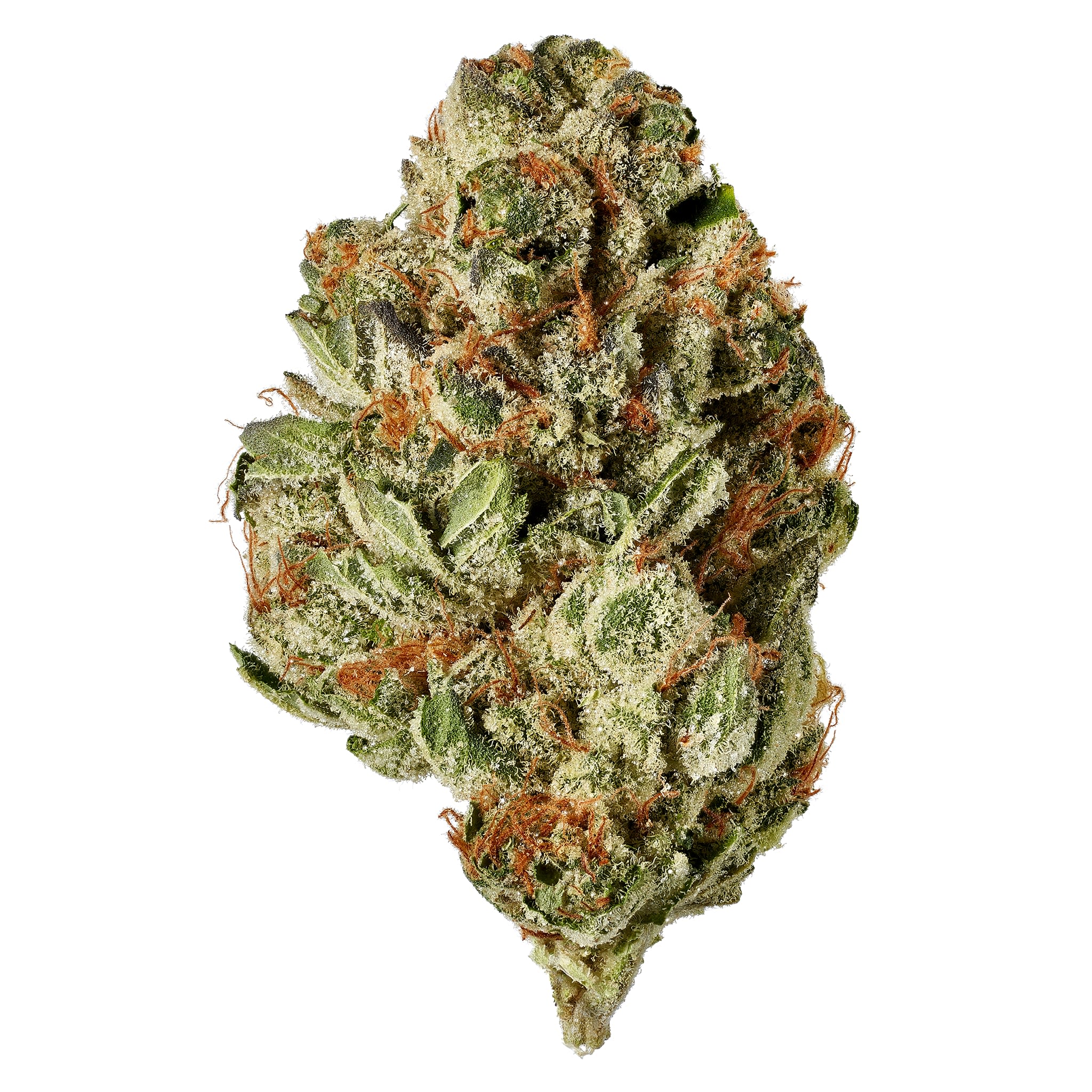3SAINTS : INDICA