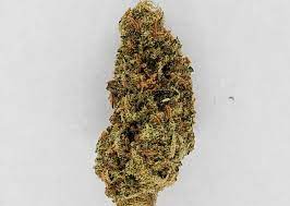 BUDCOAST : SALT SPRING LOVE HAZE